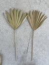 Large Natural Sun Palms// (5 stem Bundle)) // Naturally Grown and Preserved // Wedding Flowers // Dried Palms Assorted Sun Palms - CaliforniaFlowerGrowers.com